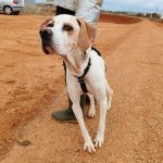 Mirlo_IMG_20251115_124858