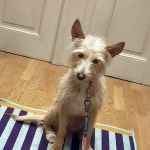 Misty_2025-11-18-19-40-38