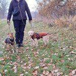 Misty_2025-11-18-19-43-26