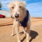 Misty_IMG_20251004_112538_edit_59434693524201