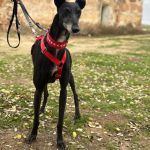 Muneca_2025-11-15 11-50-39