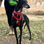 Muneca_2025-11-15 at 50-40