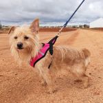 nova_190274449657258