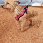 nova_2FIMG_20260124_121915