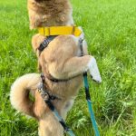 Oliver_0060de10