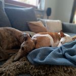 Orejas_IMG_20251201_105315