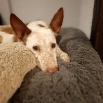 Orejas_IMG_20251225_173456