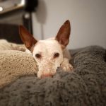 Orejas_IMG_20251225_173503