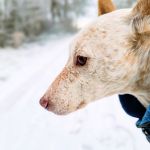 Orejas_IMG_20260106_134651~2