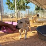 Paco_2026-05-28 at 10-17-21