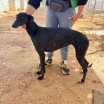 Paloma_IMG_1318
