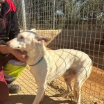 Palomo_IMG_2760