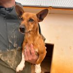 Pancho_2025-11-14 at 15-29-17