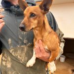 Pancho_2025-11-14 at 15-2917