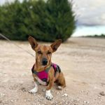 Pancho_2025-11-14 at 18-04-30