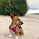 Pancho_2025-11-14 at 18-04-36