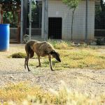 pippa_IMG_6494