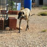 pippa_IMG_6502
