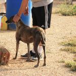 pippa_IMG_6504