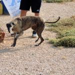 pippa_IMG_6505