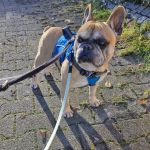 Pisot_2025-12-116-42-05