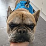 Pisot_2025-12-15-16-42-05