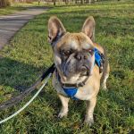 Pisot_2025-12-15-1642-05