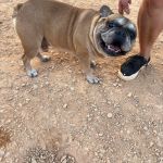Pisot_IMG_0114