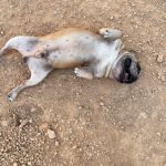 Pisot_IMG_0115