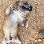 Pisot_IMG_0116