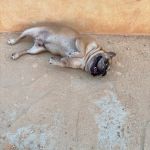 Pisot_IMG_0118