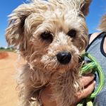 Polly_IMG_20260426_133529