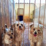 Polly_IMG_20260504_193253