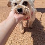 Polly_IMG_20260531_123146