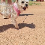 Polly_IMG_20260531_123157