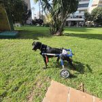 Regaliz_2026-03-03 at 12-36-48