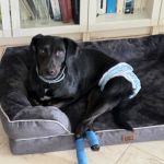 Regaliz_2026-03-07 at 13-45-17