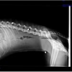 Regaliz_508936307578979