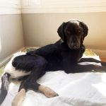 Regaliz_Patenhündin