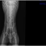 Regaliz_Screenshot_20260204_220504