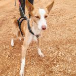 Rio_IMG_20251115_123839