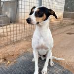 Rocko_IMG_0222