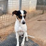 Rocko_IMG_0224