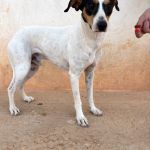 Rocko_IMG_0232