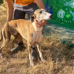 Romario_IMG_7142