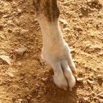 Romario_IMG_7174