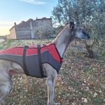 Rubio_2026-02-16 at 13-37-12