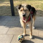 Rudi_IMG-20251206-WA0070