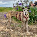 Rufina_2025-04-19 at 14-59-53