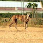Rufina_IMG_6296